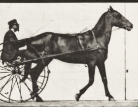 Plate 588 'Reuben' walking, harnessed to sulky — figure reference
